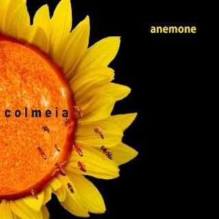 Anemone – Colmeia