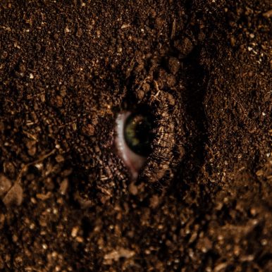 Abacaxepa – Caroço