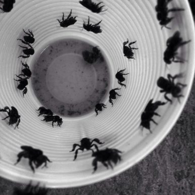 Autoclismo – Apocrita