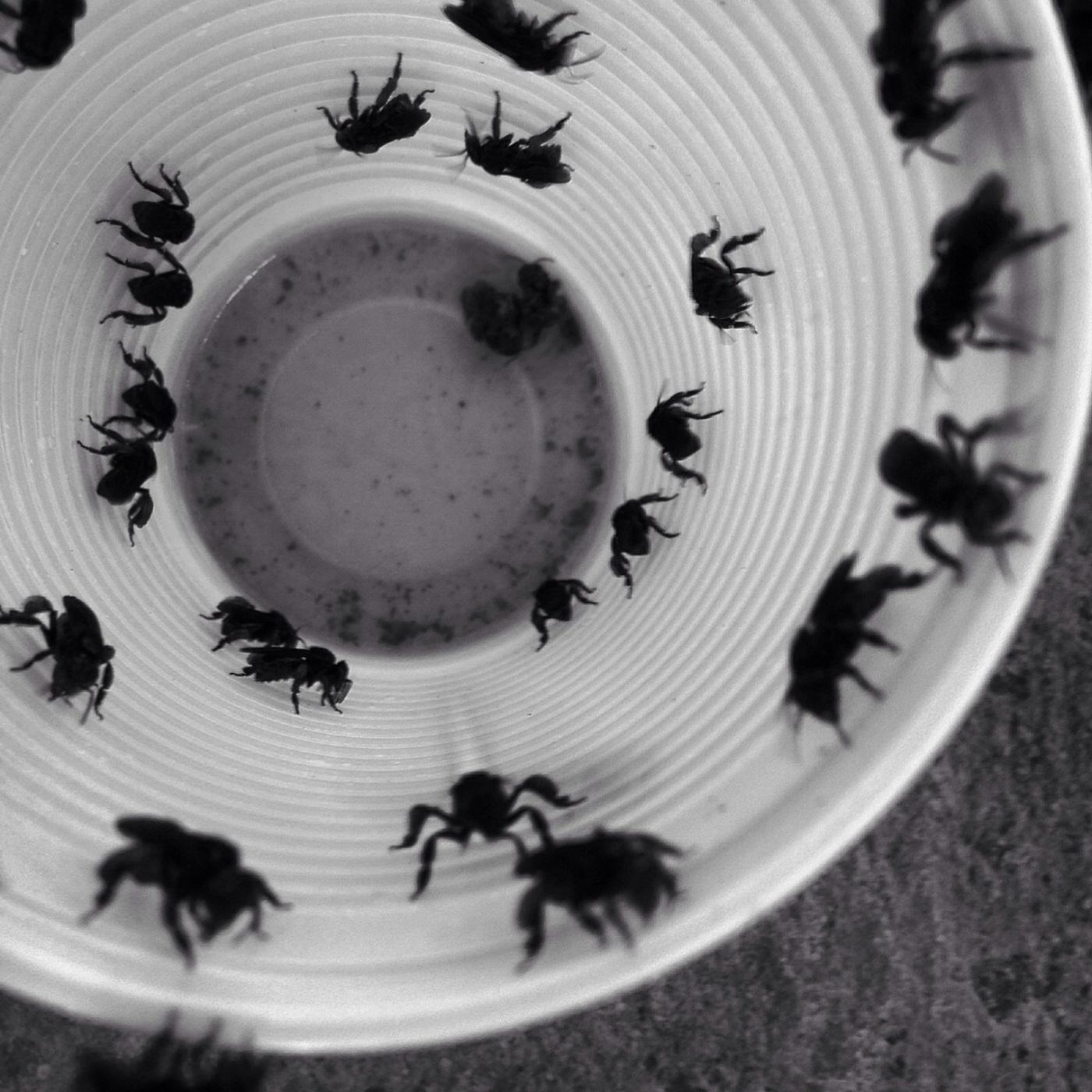 Autoclismo – Apocrita