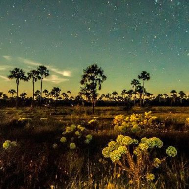 Bernardo Puhler – O Alumbramento de um Guará Negro numa Noite Escura