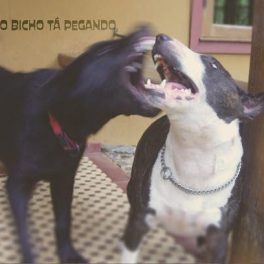 Billy Brandão – O Bicho Tá Pegando