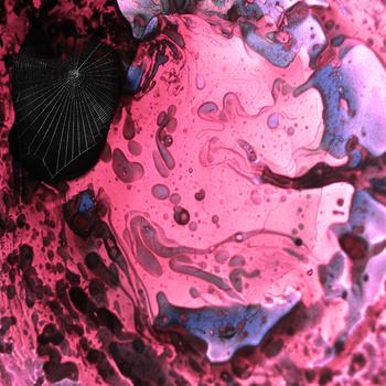 Coyote Indigo – Horning