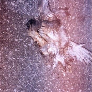 Cozilos Vivos – Violação da Propriedade Privada