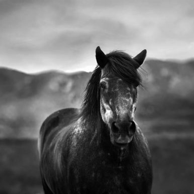 Greedy Apple – Mateus