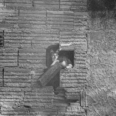 Guilherme Meirelles – Desvanecer