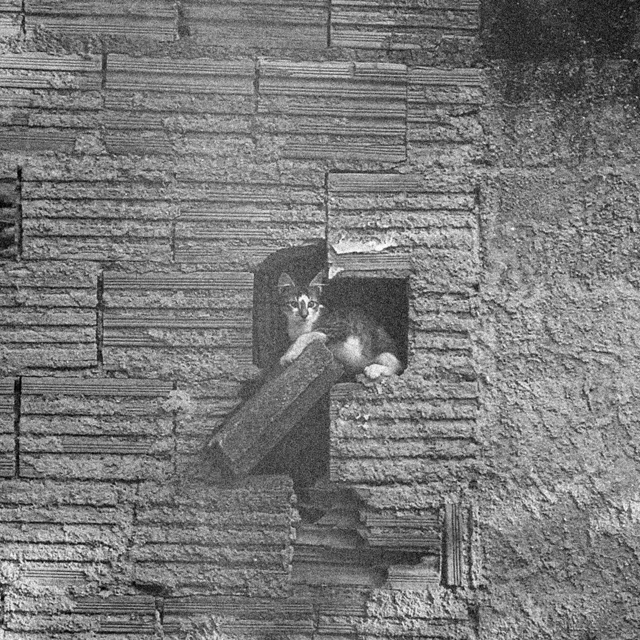 Guilherme Meirelles – Desvanecer