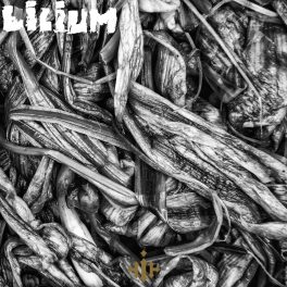 Impoluto – Lilium