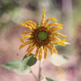 JAN Santoro – Quem Vai Dizer Que Quis Assim II