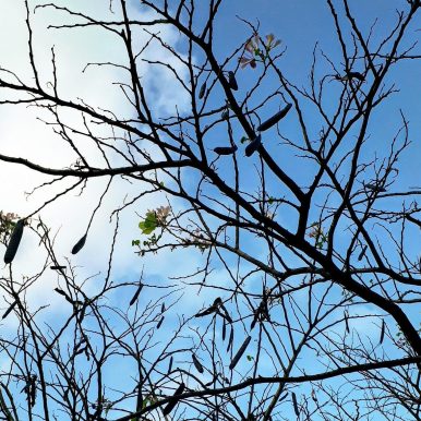 Jonatas Onofre –  caaporã