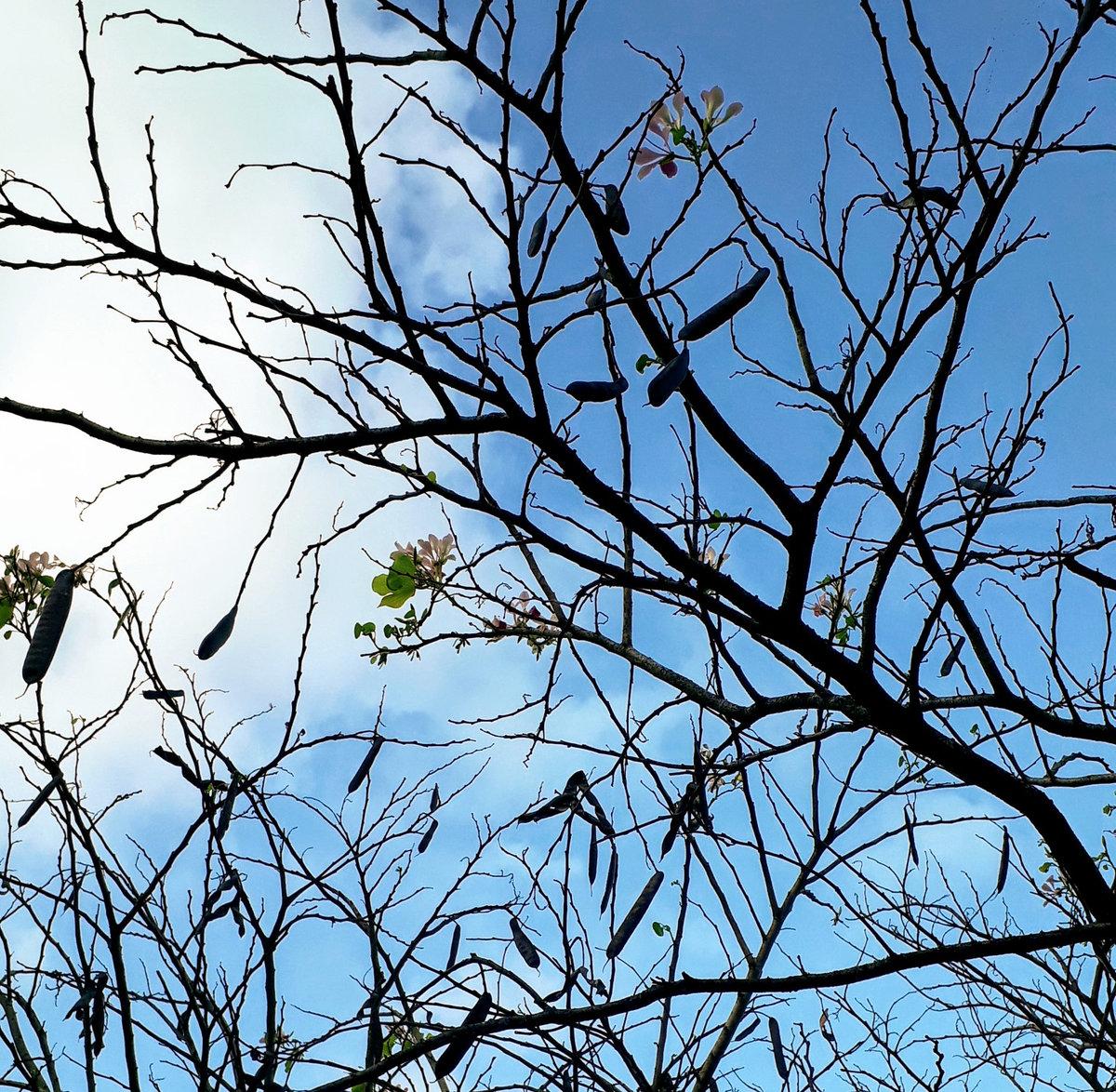 Jonatas Onofre –  caaporã