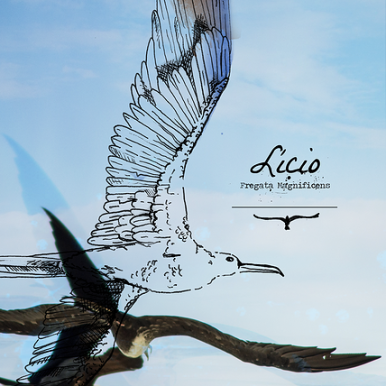 Lício – Fregata Magnificens