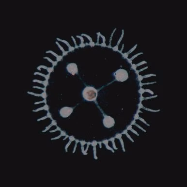 Luedji Luna – Um Mar Pra Cada Um