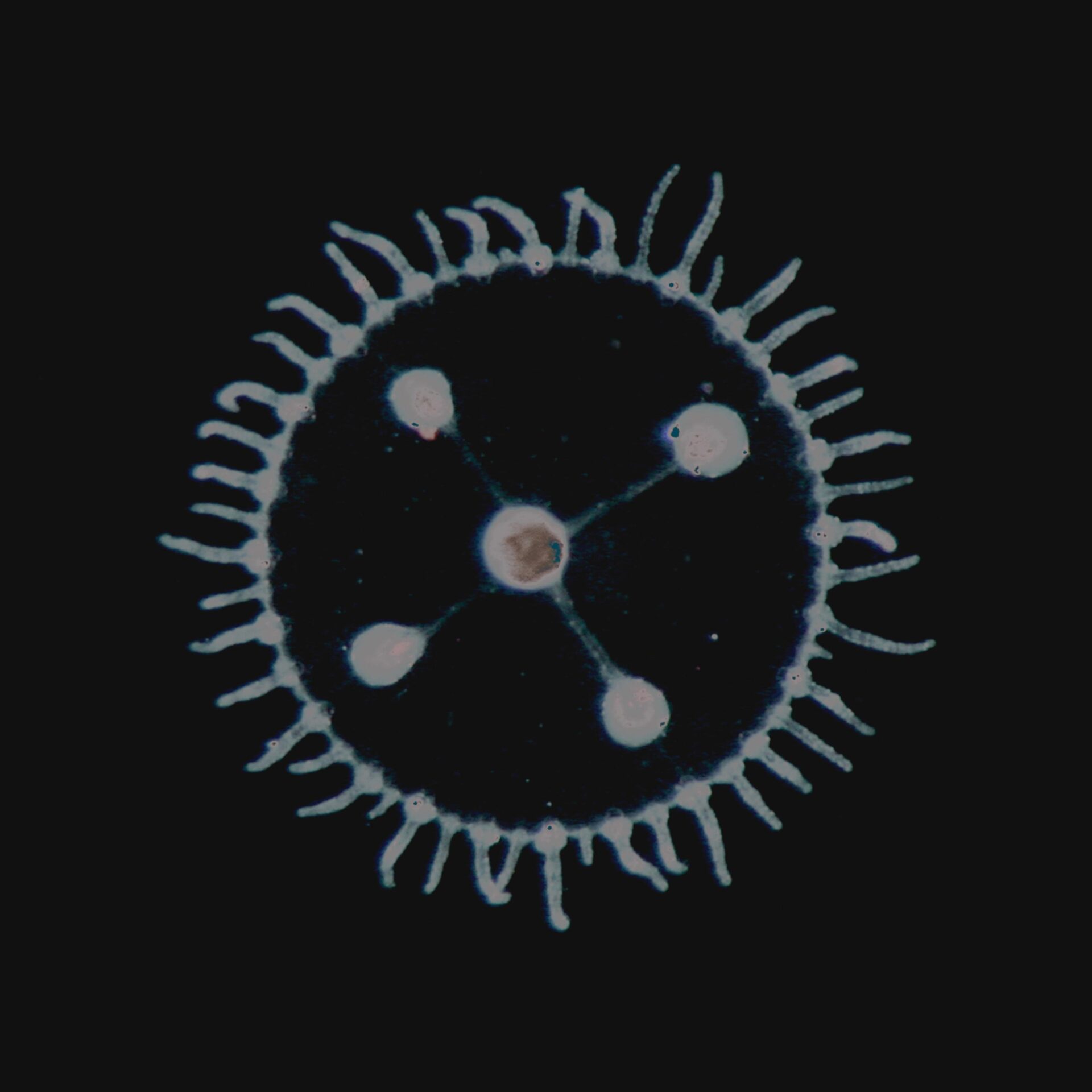 Luedji Luna – Um Mar Pra Cada Um