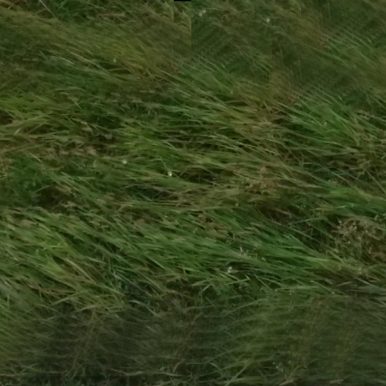 Luiz Renato – Big Grass