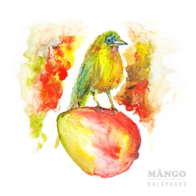 Mângo – Galápagos