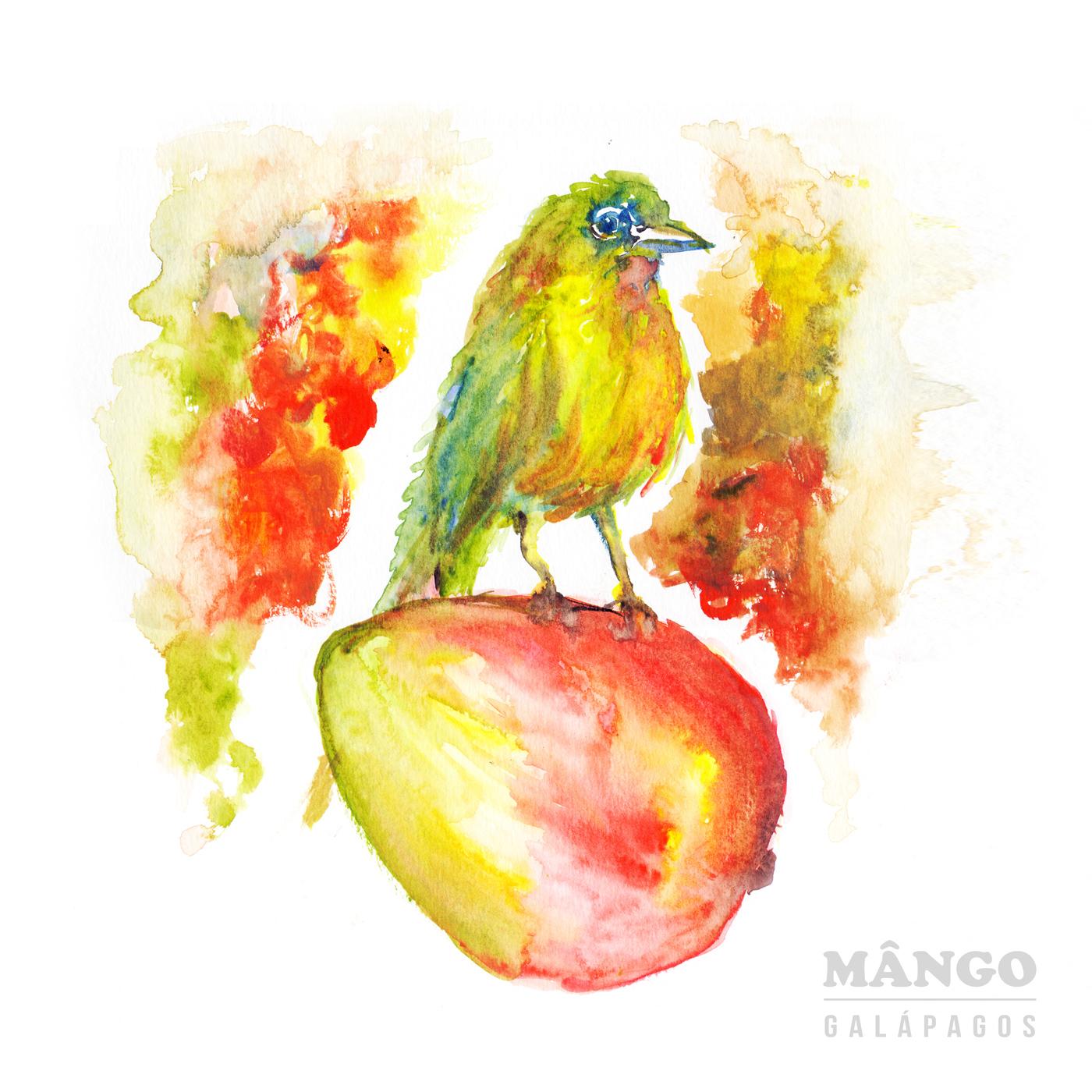 Mângo – Galápagos