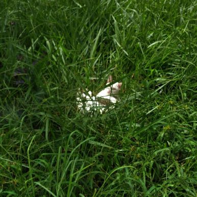 marimbondo – amador