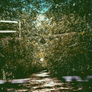 Mario The Alencar – A Handful Of Dried Leaves In The Yard