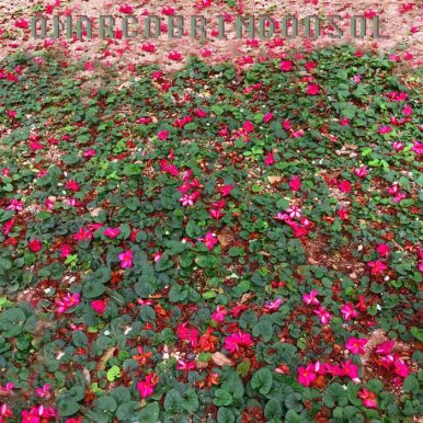 O Mar Cobrindo o Sol – Não O Suficiente