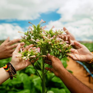 Quiçaça – Dichavadores de Fumo de Arapiraca
