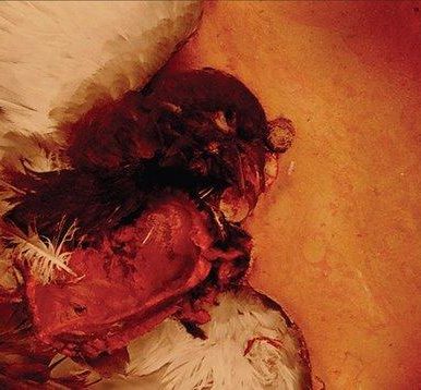 Satanique Samba Trio – “Sangrou”