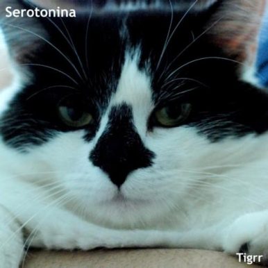 Serotonina – Tigrr