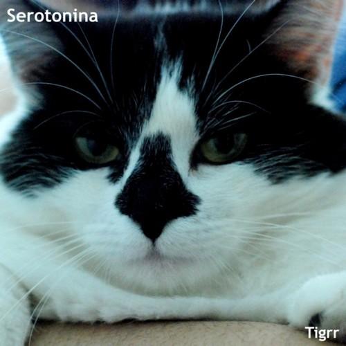 Serotonina – Tigrr