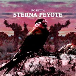 Sterna Peyote – Rosetta