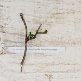 Tito Marcelo – Frágil Verde, Força de Quebrar
