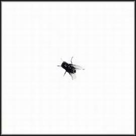 Walter Franco – ou não .