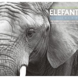 Zulu – ELEFANTE