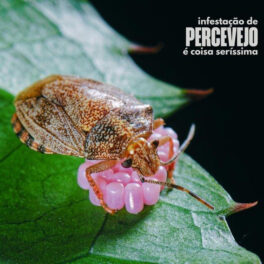 Percevejo – Infestação de Percevejo é Coisa Seríssima